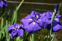 Purple and white iris 4