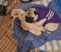 20230409_211150Andy1Snug as a Pug