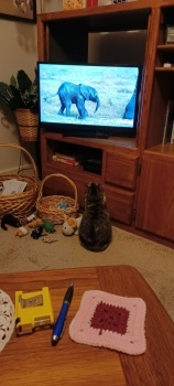 Chloe watching OPB.