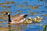 Mother goose and goslings 2