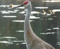 Sandhill Crane Adult