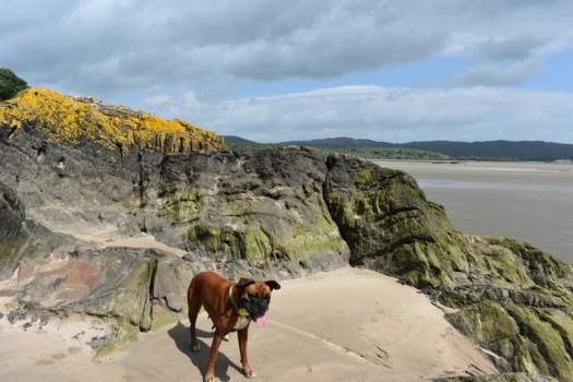 Solve Today's walk around the estuary at Greenodd Cumbria England ...