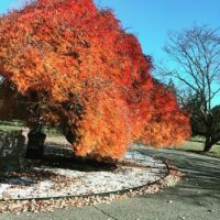 Brilliant Tree in Spring