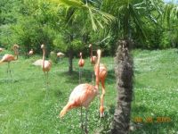 Nashville Zoo