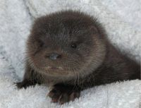 Rescued Baby Sea Otter