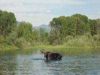 Snake River moose