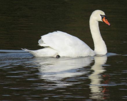Swan at Studley Royal Park