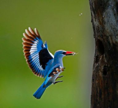 Woodland Kingfisher Chris Krog