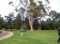 Ghost gum