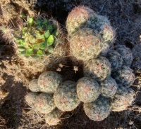 Cool cactus