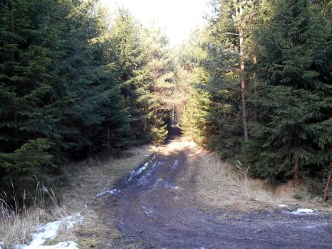 Lesní cesta - forest road