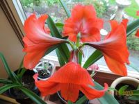 amaryllis in full bloom