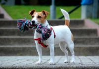 Jack Russell Terrier today...