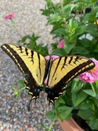 Western swallowtail butterfly