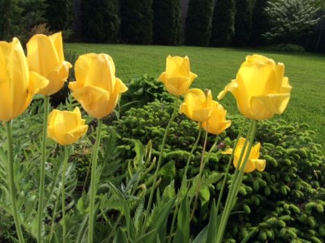 Yellow tulips