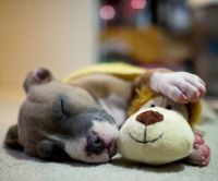 Sleepyhead