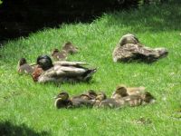 Duck family resting