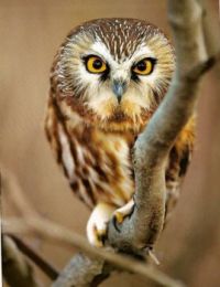 Owl