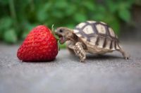 strawberry tutle