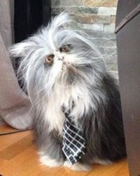What an Old Grouch  :)!    Atchoum, the Persian cat that has what's known as hypertrichosis -aka "werewolf syndrome."