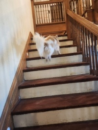 Action shot of Mabel . . .
