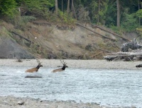 Elk crossing Queets river