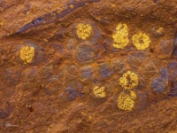 A fossilized flower.