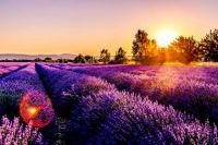 Sunset over Lavender Field