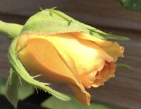 My yellow rose bud
