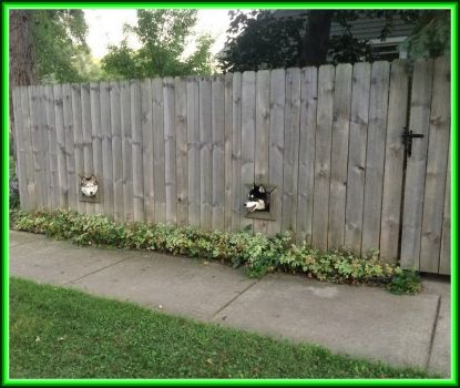 A two dog fence