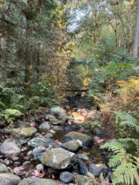 Forest puzzles | Jigidi.com