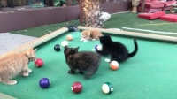 I call Orange Kitten in the Corner Pocket