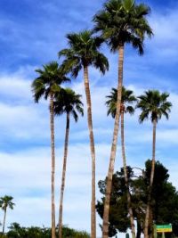 palm trees in Tucson