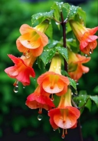 Bell Flowers