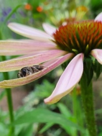 Bee in Echinacea