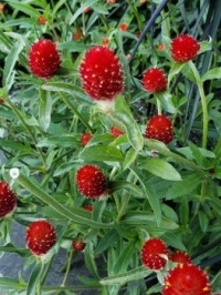 'Strawberry Fields' Globe Amaranth (Gomphrena 'Strawberry Fields')