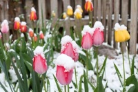 multi-colored-tulip-garden-covered-in-fluffy-snow