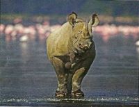 Black Rhino- From WWF