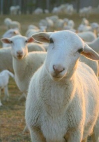Advice from a Sheep. . . and Walt Whitman. . .