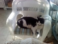 Fergus Napping on New Chairs