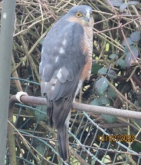 No wonder there are no birds on the feeders - A sparrow hawk in waiting