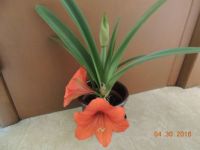 my odd amarylis