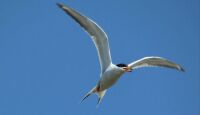 Forster's Tern