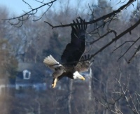 An Eagle flying near Central Park,  in New York City,  NY