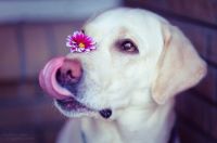 Flower Tongue by ShakilovNeel