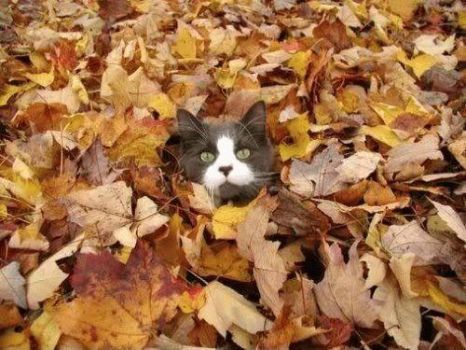 Fall! - The Animal Rescue Site