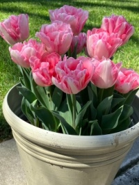 Angélique in Full Bloom