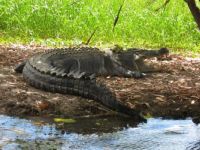 Crocodile, Kakadu National Park, Northern Territory, Australia