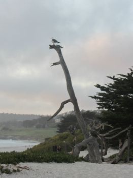 Monterey, CA USA