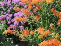 Bee Balm and Butterfly Weed